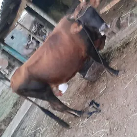 SYGYR GOLELI