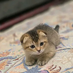 Шотландская шиншилла