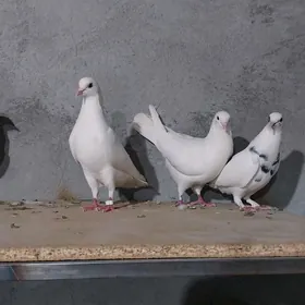 kepderi