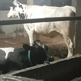 KANATGA bogaz tüwe