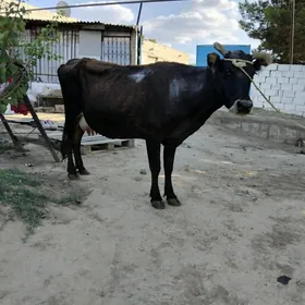 sygyr