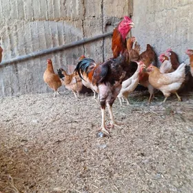 Taşkent horaz