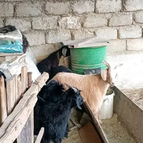 Arassa Çewişler