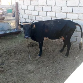 sygyr