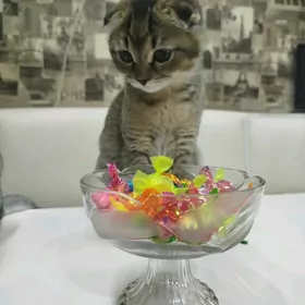 котенок вислоухий шиншилла