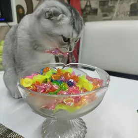 котёнок, вислоухая шиншилла