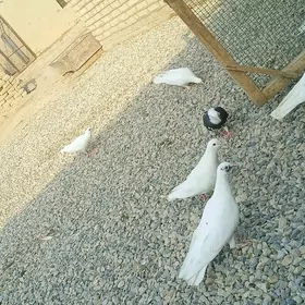 Kepderi