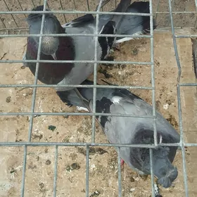 kepderi