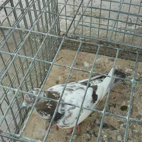 kepderi