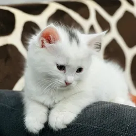 Котята️