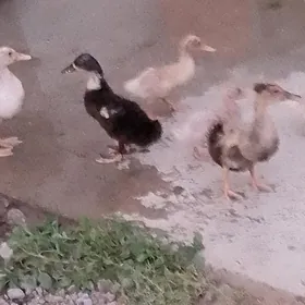 ÖRDEK GAK GAK
