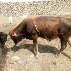 okuzce