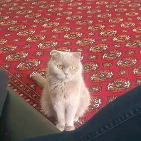 pisik yidti