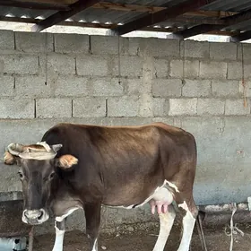 sygyr