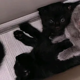 котята
