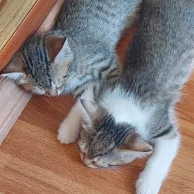 котята