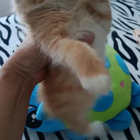 котята