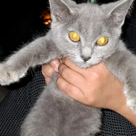 Шотландская кошка