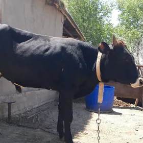 Ökuzce