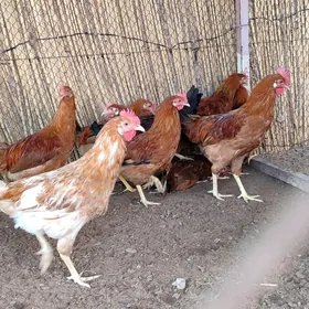 HORAZLAR