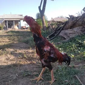satılık bayess horaz