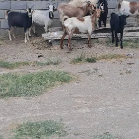 Geçi