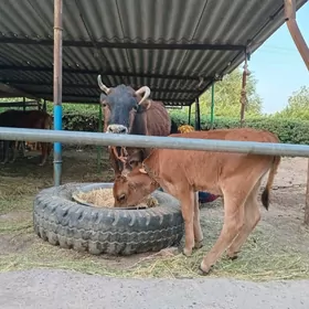 Gölöli Sığır