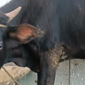 Öküz