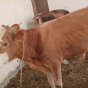 öküz