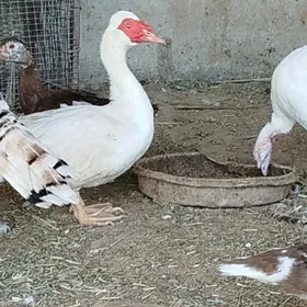 Indugutga horar makisi