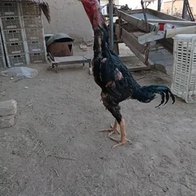 Özbek linýa horaz