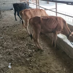 tuwe 5 sanak
