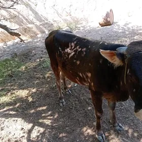 okuzce