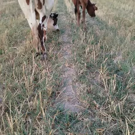 okuzler we gunajynlar
