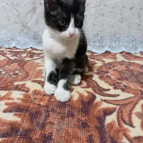 pişik