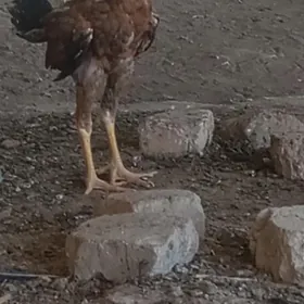 baysok jujeler