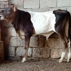 Öküz göle