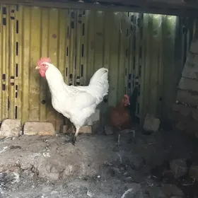 Gigant horaz