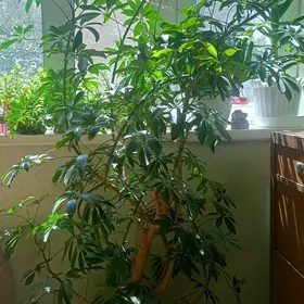 Шефлера