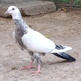 kepdery