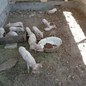 Doñuz jojuklar