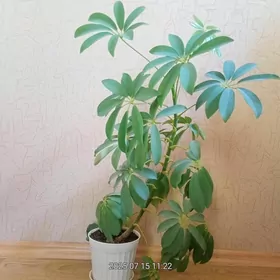 Шефлера