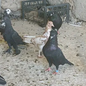 kepderi