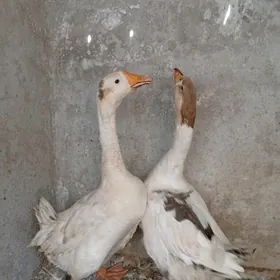 Guşlar