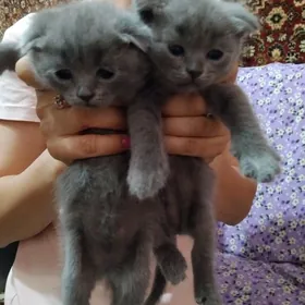 Котята