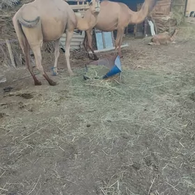 Kosekli duye