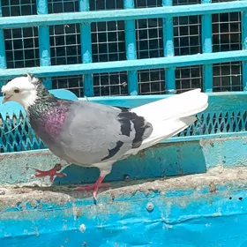kepderi