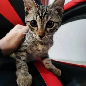 Котенок в добрые руки