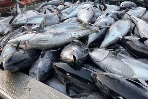 Южнокорейским рыбакам пришлось скинуть в море улов на $1,9 млн