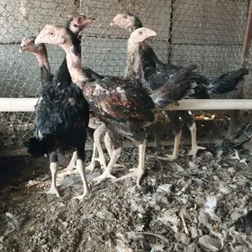 Taşkent